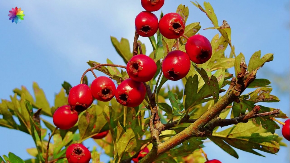 Alıç Sirkesinin Faydaları Nelerdir? Nasıl Kullanılır? galerisi resim 2
