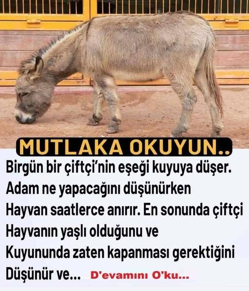 Zavallı eşşekk galerisi resim 1