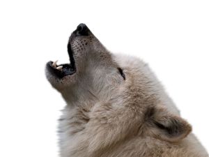 Köpekler ezan okununca neden uluyor ?