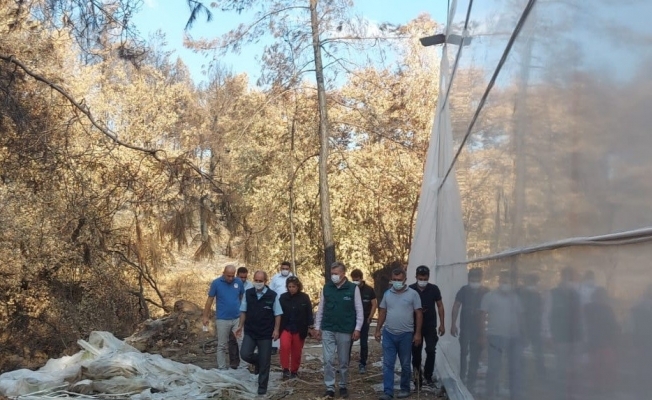 Keçileri otlatmaya gitti galerisi resim 2