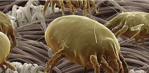 Çoğu evde mutlaka var galerisi resim 1