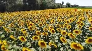 Çaresi çekirdek galerisi resim 2