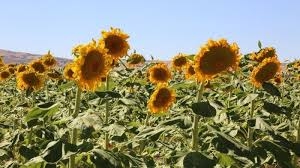 Çaresi çekirdek galerisi resim 3