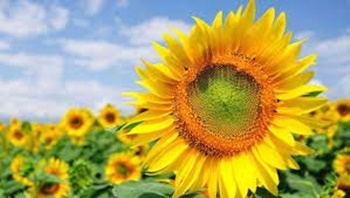 Çaresi çekirdek galerisi resim 4