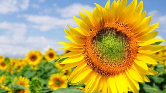 Çaresi çekirdek galerisi resim 6