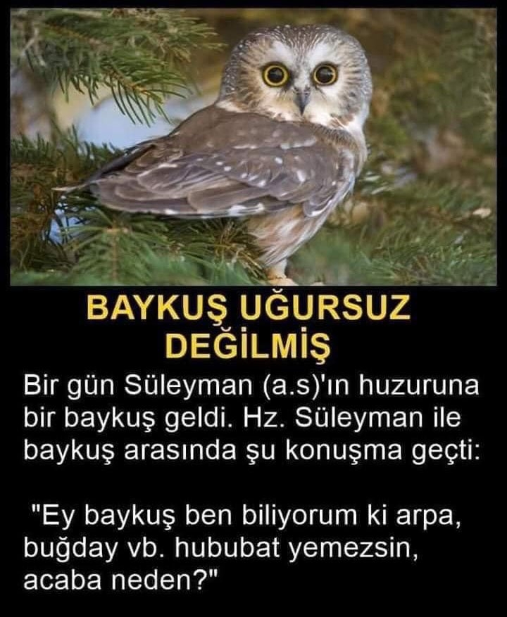 Baykuş uğursuz değildir! galerisi resim 1