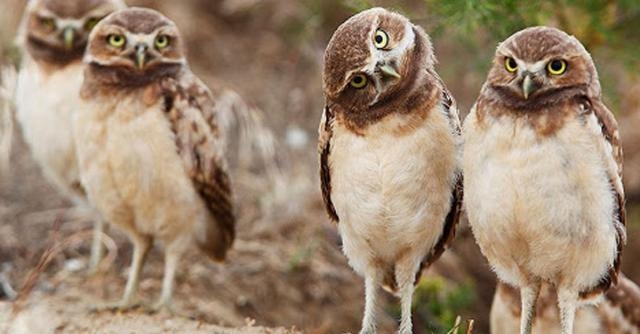Baykuş uğursuz değildir! galerisi resim 3