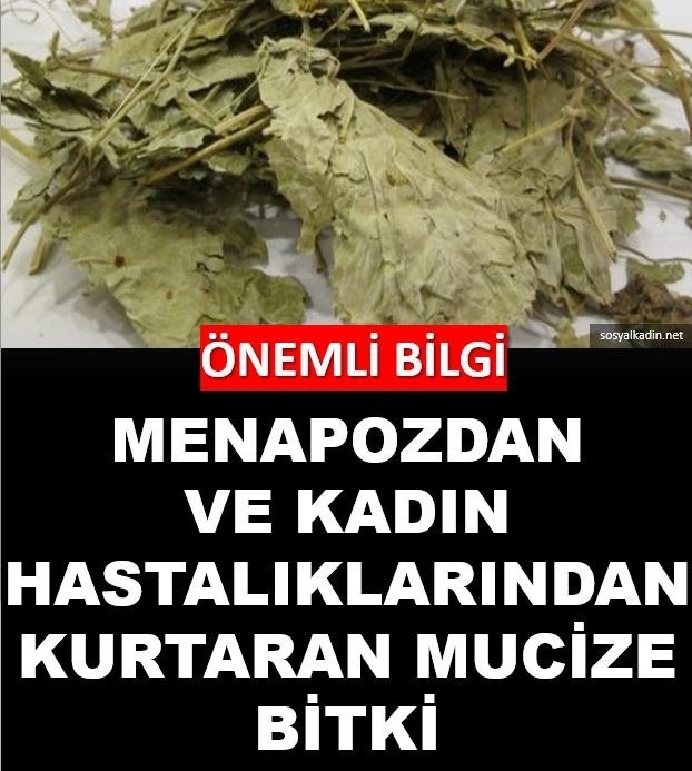 Aslan pençesi galerisi resim 1