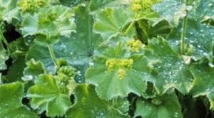 Aslan pençesi galerisi resim 4