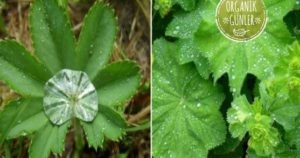 Aslan pençesi galerisi resim 5