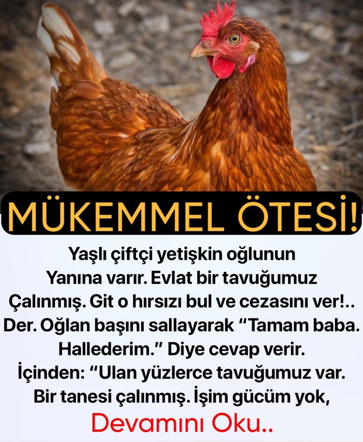 Kümesteki tavuk galerisi resim 1