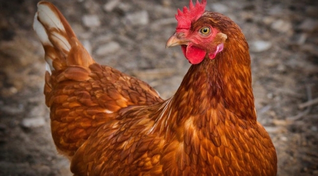 Kümesteki tavuk galerisi resim 2