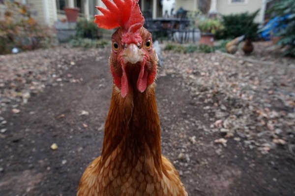 Kümesteki tavuk galerisi resim 5