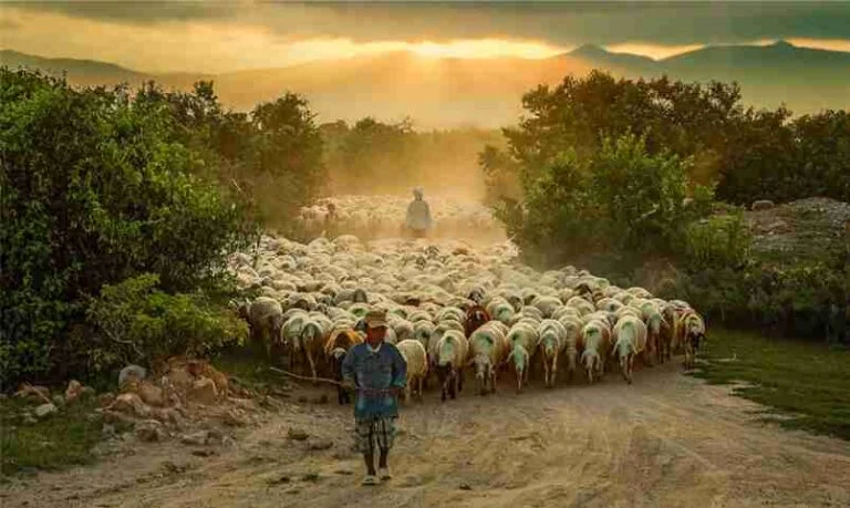 Vaktiyle bir köy ağası bir çoban tutar. galerisi resim 2