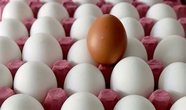 Tek Yumurtayla Nasıl Zengin Olunur galerisi resim 2