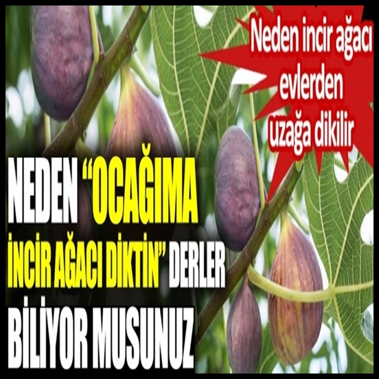 Neden Ocağıma incir Ağacı diktin derler galerisi resim 1