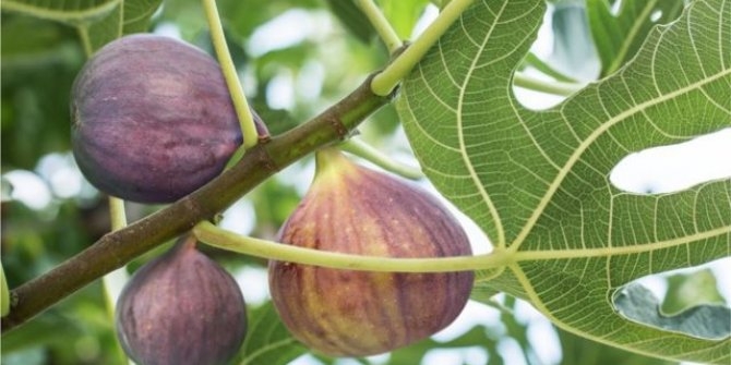 Neden Ocağıma incir Ağacı diktin derler galerisi resim 5