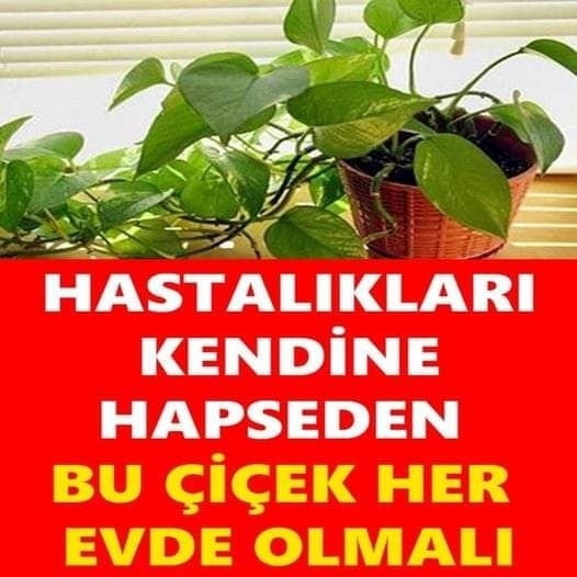 Evdeki Oksijeni Temizleyip, Hastalıkları Kendine Hapsediyor galerisi resim 1