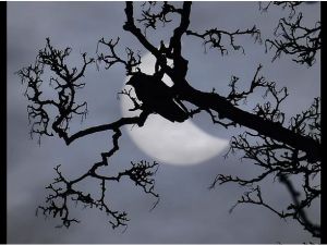 Tüm Dünyanın Heyecanla Takip Ettiği Güneş Tutulmasından 17 Muhteşem Enst