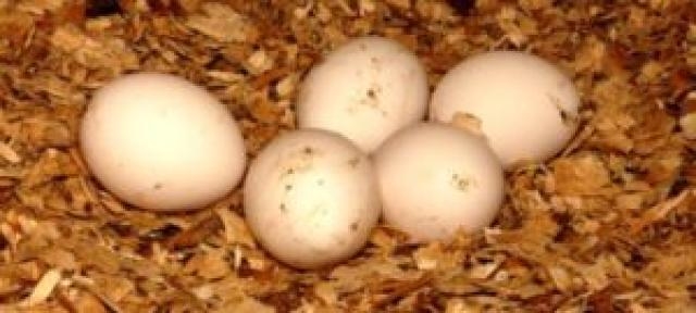 Yumurta Sevenlere Kötüü Haberrr. galerisi resim 4