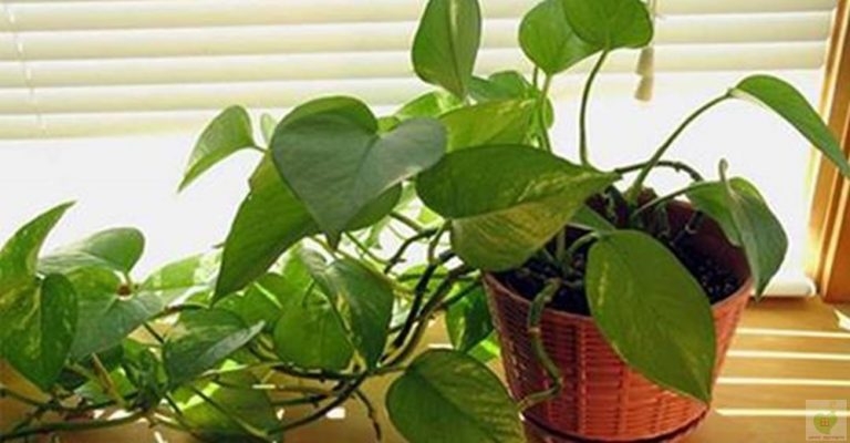 Sakın Evinizden Eksik Etmeyin galerisi resim 2