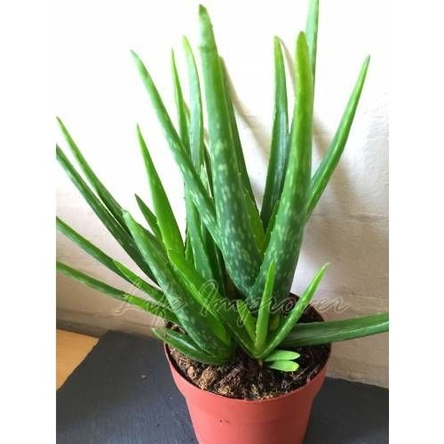 Sakın Evinizden Eksik Etmeyin galerisi resim 4