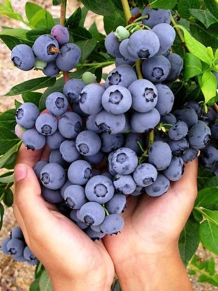 Zeka ve Zihni Uçuşa Geçirip, Hafızayı Güçlendiren Yiyecekler galerisi resim 6