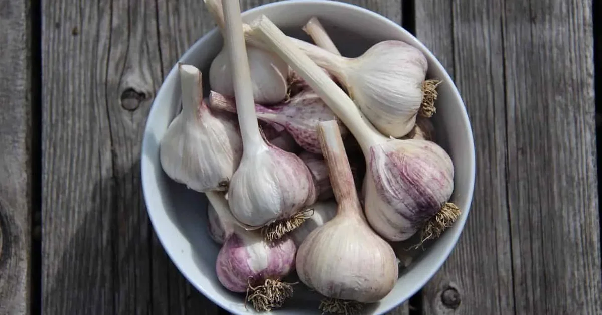 Ayağının altına sarımsak sürmenin mucizevi faydası galerisi resim 3