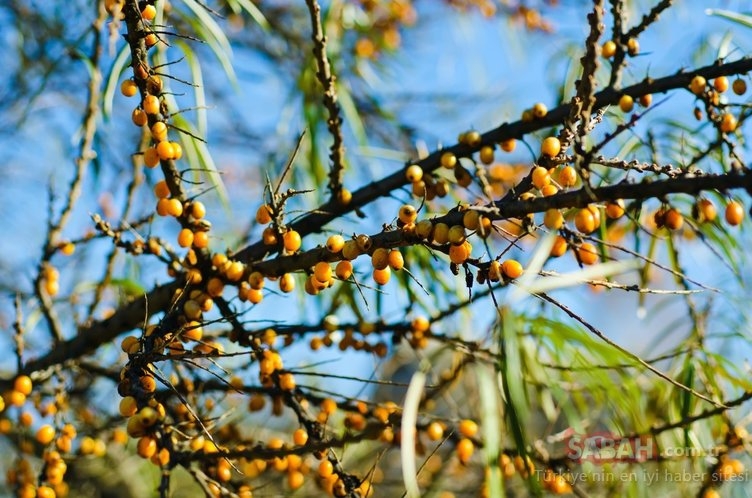 Deli Gibi Yağ Yaktırıyor galerisi resim 3