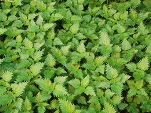 Vücuttaki İltihabı Atan Besinler