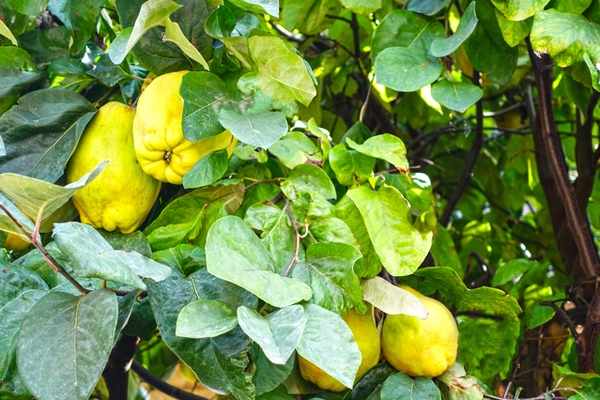 Akciğerleri temizliyor, öksürüğü kesiyor galerisi resim 3