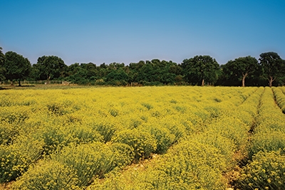 Mucize Bitki galerisi resim 3