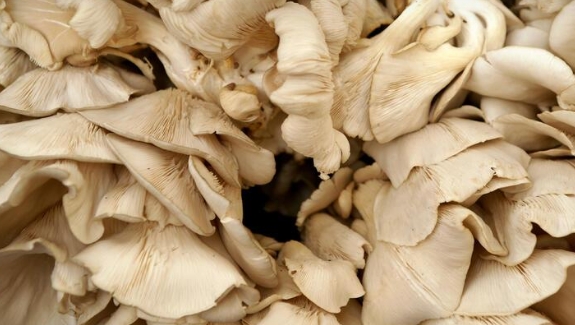 Kışın En Çok Ona İhtiyacımız Var galerisi resim 6