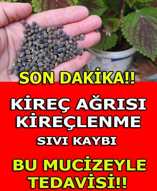 Bu mucize organik bitki galerisi resim 1