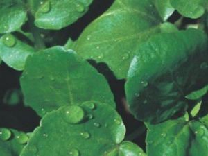 İslama Göre Cinsel Hayattaki Yasaklar Nelerdir?