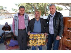 Mut’ta Erkenci Kayısı Hasadı Başladı