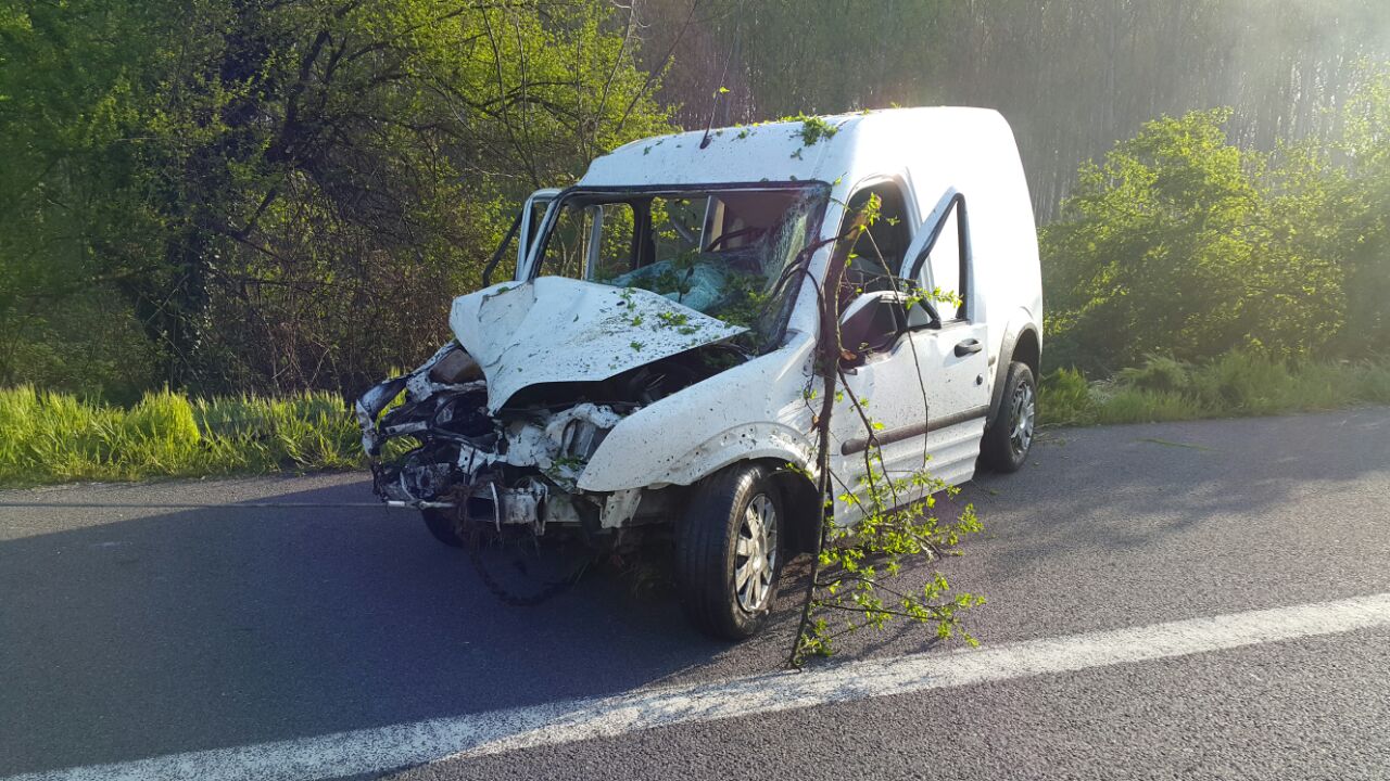 Çarptığı Ağacı Kökünden Söktü