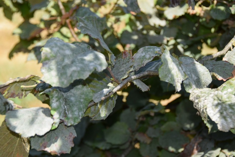 Küllenme hastalığına dikkat