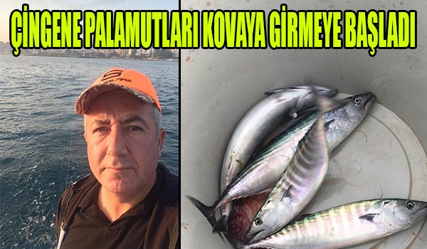 ÇİNGENE PALAMUTU KOVAYA GİRMEYE BAŞLADI