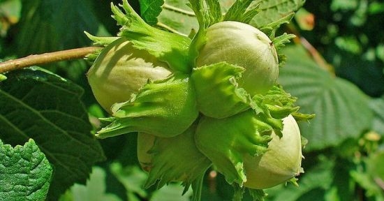 JANDARMADAN FINDIK HIRSIZLIĞI UYARISI