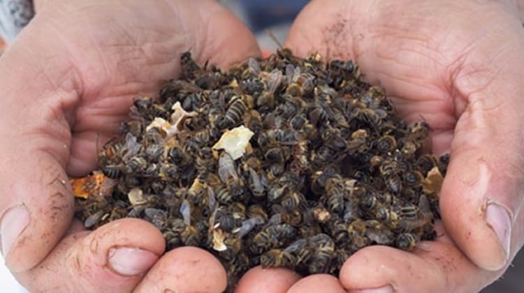 Ölüsü bile şifa kaynağı…