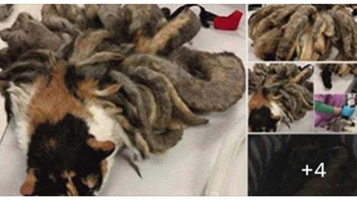 Yazıklar Olsun… Kedi ne hale gelmiş günah ya…