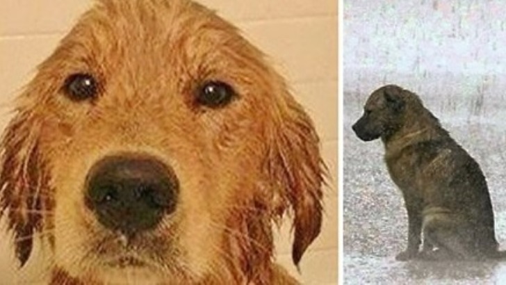 Köpeği Selden Kurtardı – 3 Gün Sonra Vücudundan Bakın Neler Çıktı