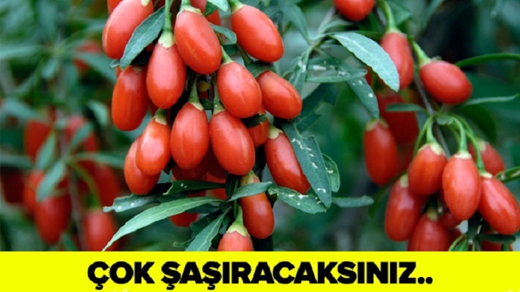 KANSERİ 2 GÜNDE BİTİRİYOR