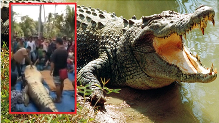 TALİHSİZ ADAMI DEVASA TİMSAHIN MİDESİNDEN ÇIKARDILAR!