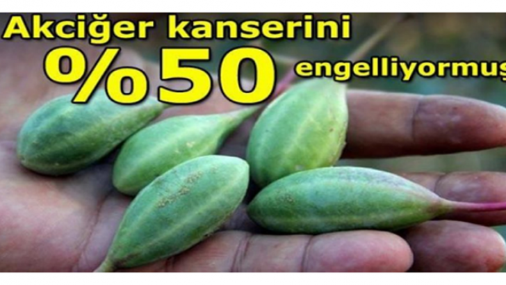 BU BİTKİNİN FAYDALARINI DUYDUĞUNUZDA ÇOK ŞAŞIRACAKSINIZ!