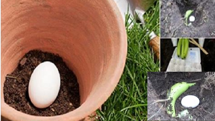 SAKSININ DİBİNE YUMURTA KOYDU. 6 HAFTA SONRA OLANLARA İNANAMAYACAKSINIZ!