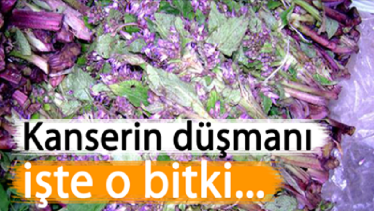 O NASIL BİR OTTUR Kİ AYNI ZAMAN FERAHLATICI, SIKINTI GİDERİCİ OLARAK DA BİLİNİR