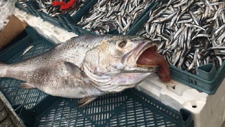 BU BALIĞIN ÖYLE BİR ÖZELLİĞİ VAR Kİ