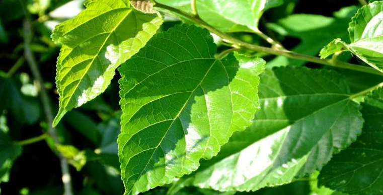 ŞEKERE, İLTİHABA, KALP, DAMAR VE KEMİK SAĞLIĞI İÇİN SÜTTEN 25 KAT FAZLA KALSİYUM, ISPANAKTAN 10 KAT FAZLA DEMİR İÇERİYOR